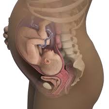 Reliable babysitting for busy parents. 36 Weeks Pregnant Symptoms Baby Movement More Babycenter