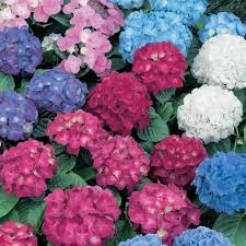 Both experts recommend removing spent flowers from your hydrangeas when they start to fade to make way for new, fuller blooms—a process known as deadheading. Hydrangea