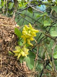 Image result for Rhynchosia viscosa