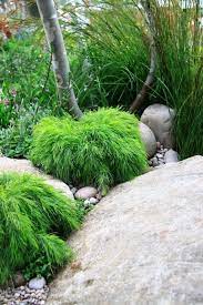 Pin On Native Gardens