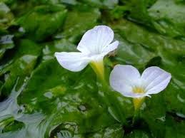 Image result for Ottelia cylindrica