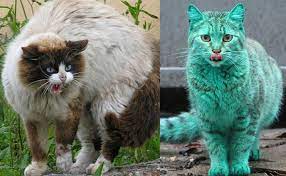 You have to feed him multiple time, getting closer each time. Can Feral Cats Ever Truly Be Tamed Myawesomecat Com