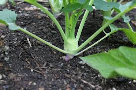 I guess it got too hot. Square Foot Gardening Lettuce Kohlrabi Peas Kale Radishes And More One Hundred Dollars A Month