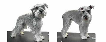 Mosa pet spa & resort is a home based grooming & pet sitting family run business,we offer show stopping pet services for affordable prices for all breeds , our groomers are nationally recognized and master certified ,we have locations in palm beach county florida and cary ,north carolina Mobile Dog Grooming In Houston Tx Texas Dog Grooming In Houston A Full Service Dog Grooming Company For Busy Professionals In Houston Call Us Today For D