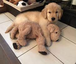 instagram tiere hund babytiere haustiere