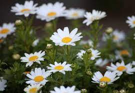 (risposta) fiori è albergo (luogo, edificio, fattoria), un edificio che fornisce l'alloggio e/o i pasti per il pubblico. Vendita Al Dettaglio Di Fiori E Piante Conferma Dalla Ministra Si Puo Su Tutto Il Territorio Nazionale Legacoopliguria