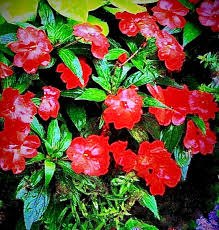 Image result for Impatiens keilii