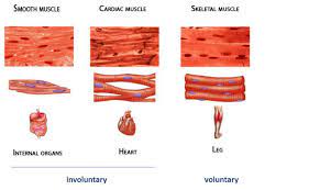 Skeletal Muscle Structure And Function Musculoskeletal Genetics