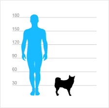 Image result for karelský medvědí pes