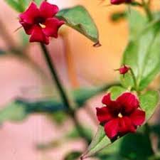 Image result for Jasminum beesianum