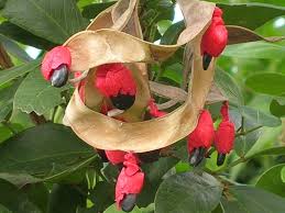 Image result for Pithecellobium