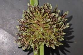 Image result for Cyperus difformis