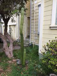 Notice the shorter sections where you see new tops growing. San Pedro This Is My Largest Cactus I Got It When It Was About 4 Feet Now It S Almost 7 Feet High And Has Two New Arms Each About A Couple Feet