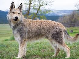 It must be a member of your pack. Berger Picard Gazing Unique Dog Breeds Scruffy Dogs Dog Breeds