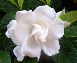 In primavera, i suoi fiori bianchi faranno della vostra siepe una meraviglia. Lasciati Conquistare Dai Profumatissimi Fiori Bianchi Della Gardenia Rose In The Wind