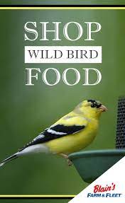 Help Out Your Feathered Friends By Feeding Them Right Backyard Birds Backyard Birds Watching Wild Bird Food