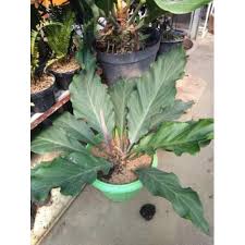 Maybe you would like to learn more about one of these? Jual Anturium Gelombang Cinta B Diskon Shopee Indonesia