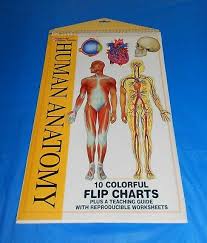 Human Anatomy Flip Chart 2003 Spiral Mcgraw Hill