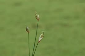 Image result for Abildgaardia ovata