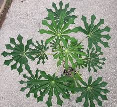 Image result for Manihot grahamii