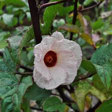 Image result for Hibiscus noldeae