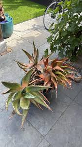 Image result for Aloe aculeata × globuligemma