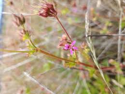 Image result for Pelargonium grossularioides