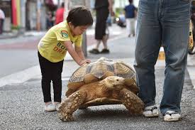Big Turtle Pet Google Search Tortoise As Pets Big Turtle Tortoise