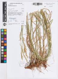 Image result for Arundinella nepalensis