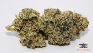 Check spelling or type a new query. Cannarado Genetics Cannabis Strain Testing 420 Project Facebook