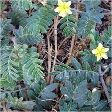 Image result for Tribulus terrestris