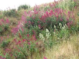 Image result for Centranthus