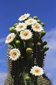 Use unglazed shallow pots with numerous drainage holes to they bloom well nearly every year though wetter years produce more flowers. Arizona State Flower The Saguaro Cactus Flower Photograph By Tom Janca
