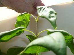 Maybe you would like to learn more about one of these? Curling Stunted Lilac Leaves 193302 Ask Extension