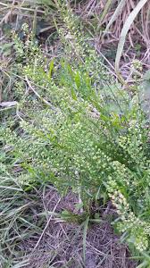 Image result for Lepidium bonariense