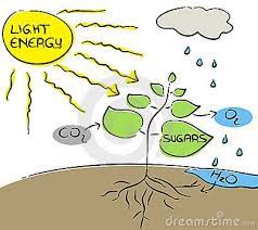 First, chemical energy from organic molecules like glucose is used to make atp. Photosynthesis Is The Process By Which Algae Plants And Other Organisms Use The Sun S Energy To Mak Renewable Energy For Kids Green Energy Drink Green Energy