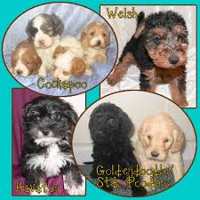 Check spelling or type a new query. Hypoallergenic Puppy Breeder Puppies For Sale Wisconsin Illinois Mueller S Woodville Kennels