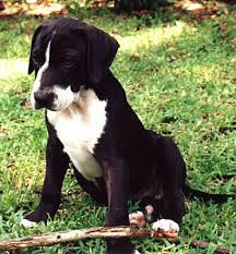Black And White Hound Mix Dog Sell Puppies Http Www Cashmycontent Com Articles Selling Puppies Through Puppy Pictu Catahoula Leopard Dog Louisiana Catahoula Leopard Dog Catahoula Puppies