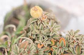 Image result for Cystostemon