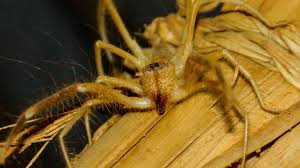 The secret to the fast camel spider running speed is its trachea. Camel Spider National Geographic