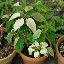 Weihnachtsstern Euphorbia Pulcherrima Pflege