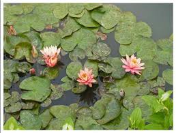 rainy season flower rainy season flower