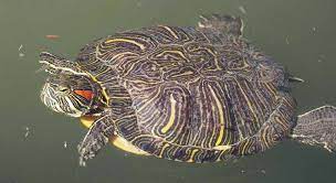 Learn how long a pet turtle can live and what you can do to help extend your pet's long and healthy lifespan with these tips. How Long Do Red Eared Slider Turtles Live Turtleowner Com