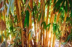 Clumping varieties form shallow root masses that stay in a clump. How Does Bamboo Grow All The Top Facts