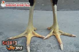 Naga temurun merupakan istilah yang ditujukan untuk menyebut salah satu dari katurangan sisik ayam terutama ayam aduan trah bangkok. Ayam Sisik Satriya Sinekti Ayam Bangkok Tak Terkalahkan Berita Terupdate Seputar Ayam Bangkok