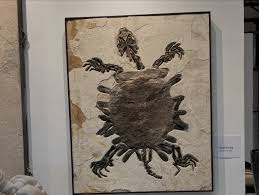 Image result for Eccoptocarpha