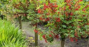 Einige der sträucher sind schon alt und benötigen einen rückschnitt. Johannisbeeren Schneiden So Wird S Gemacht Mein Schoner Garten