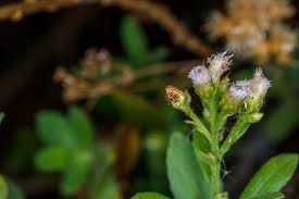 Image result for Pluchea ovalis