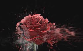 今回は液体窒素によるバラの破壊を再現します 火から出る煙とは異なる超低温の煙や破壊の特性を把握 液体窒素 バラ 復刻