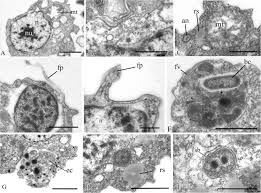 Cool anime wallpaper phone / pokemon phone wallpap. Insights Into The Origin Of Metazoan Multicellularity From Predatory Unicellular Relatives Of Animals Bmc Biology Full Text